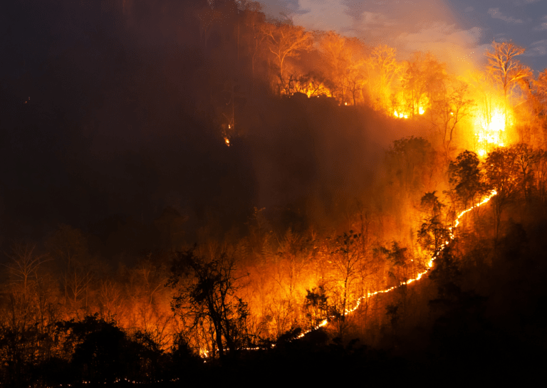 wildfire